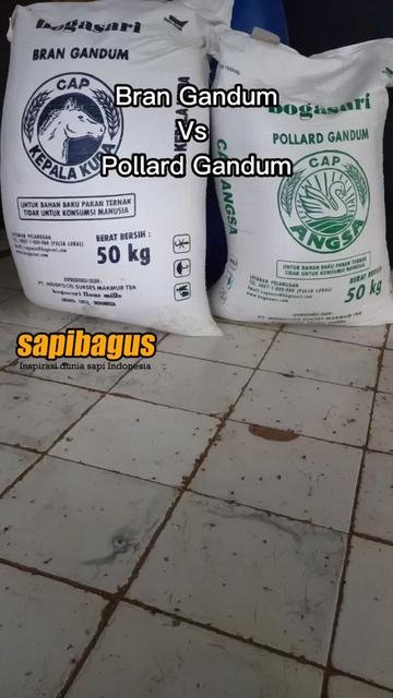 Bran-Gandum-Vs-Pollard-Gandum